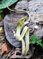 Oxybelis brevirostris