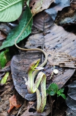 Oxybelis brevirostris