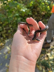 Thamnophis butleri