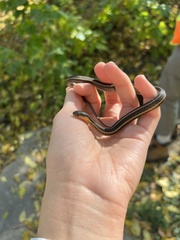 Thamnophis butleri