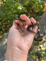 Thamnophis butleri