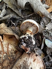 Cortinarius scaurotraganoides