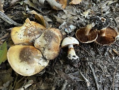 Cortinarius scaurotraganoides