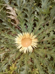 Carlina acanthifolia