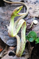 Oxybelis brevirostris