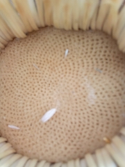 Carlina acanthifolia