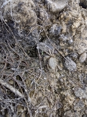 Rhithropanopeus harrisii