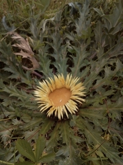 Carlina acanthifolia