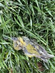 Leiothlypis peregrina