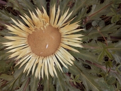 Carlina acanthifolia