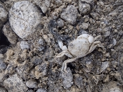 Rhithropanopeus harrisii