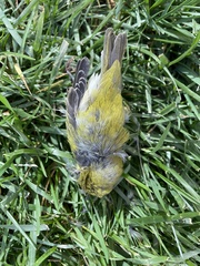 Leiothlypis peregrina