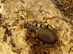 Limodromus assimilis