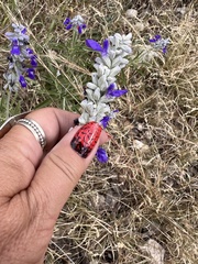 Salvia farinacea