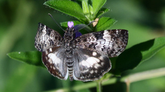 Chiomara georgina