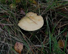 Cortinarius triumphans