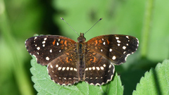 Anthanassa texana texana