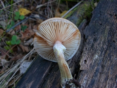 Armillaria sinapina