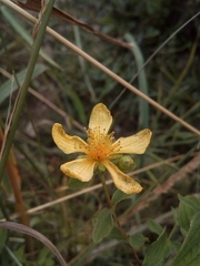 Hypericum maculatum maculatum