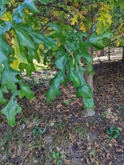 Quercus lyrata
