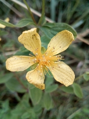 Hypericum maculatum maculatum