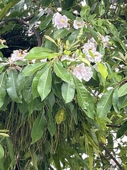 Tabebuia heterophylla