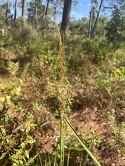 Sorghastrum