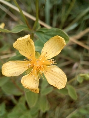 Hypericum maculatum maculatum