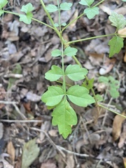 Campsis radicans