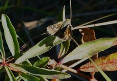 Hesperia attalus slossonae