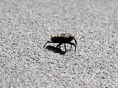 Sphenophorus venatus