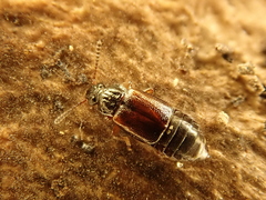 Omalium rivulare