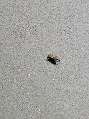 Sphenophorus venatus