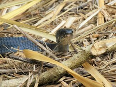 Drymarchon melanurus