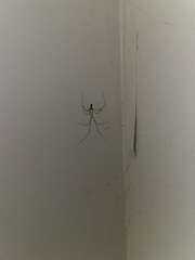 Pholcus phalangioides