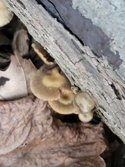 Arrhenia epichysium