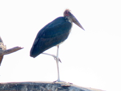 Leptoptilos crumenifer