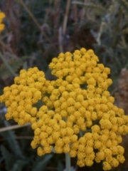 Achillea filipendulina