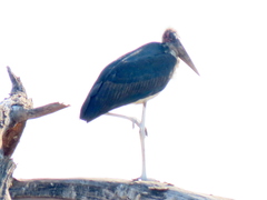 Leptoptilos crumenifer