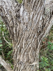 Podocarpus latifolius