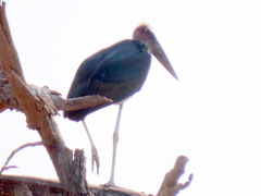 Leptoptilos crumenifer