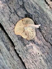 Arrhenia epichysium
