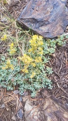 Sedum obtusatum