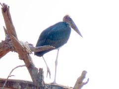 Leptoptilos crumenifer