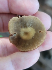 Arrhenia epichysium