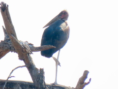 Leptoptilos crumenifer