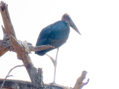 Leptoptilos crumenifer