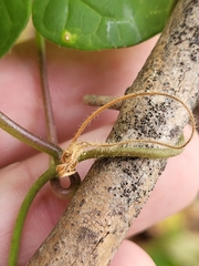 Gonolobinae