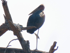 Leptoptilos crumenifer