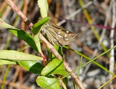 Hesperia attalus slossonae
